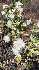 Image result for Lopholaena sp.no.1