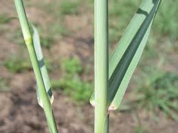 Image result for Polystachya hastata