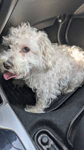 Lost dogs Annie and another in Victory Acres area