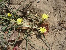 Image result for Launaea rogersii