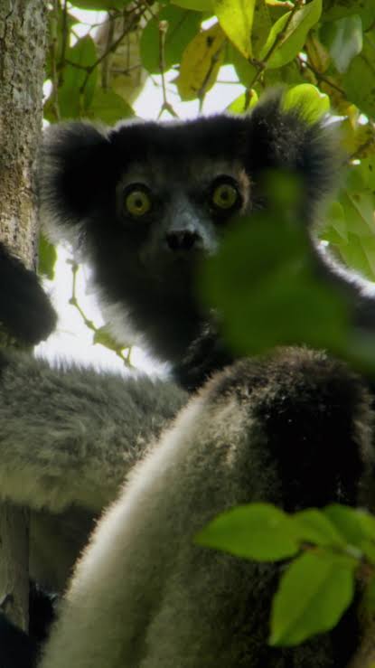 Discover the Indri: Madagascar's Unique Lemur Species