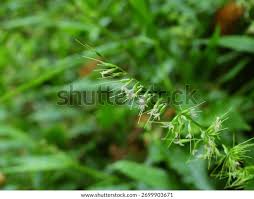 Image result for Oplismenus