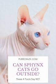 Can Sphynx Cats Go Outside These 4 Facts Say No Purr Craze