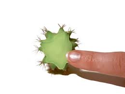 You'll know if you haven't gotten it all because the area will remain sensitive to the a cactus in bloom. How To Mend A Cactus Ifixit Repair Guide