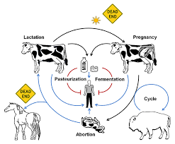 A rare infection (less than 200 cases per year in the u.s.) caused by bacteria of the genus brucella. Frontiers Retrospective And Prospective Perspectives On Zoonotic Brucellosis Microbiology