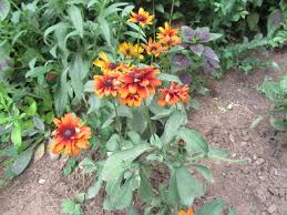 Image result for Rothia hirsuta