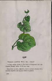 Image result for Tinospora