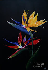 Symbolism Bird Of Paradise Flower Meaning Pin On Art Flowers Plants Trees