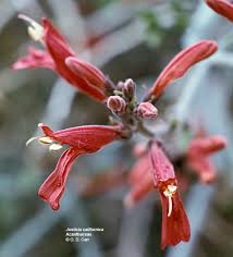 Image result for Acanthaceae