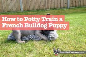And if you want to purchase best leash for german shepherds, here is the 8 b. How To Potty Train A French Bulldog Puppy 5 Easy Techniques