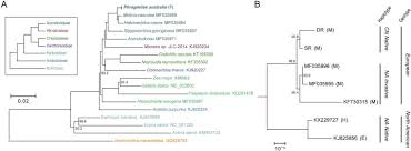 Image result for Alloeochaete oreogena