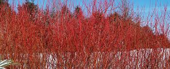 Maybe you would like to learn more about one of these? Red Twig Dogwood Featured Plant Of The Month Benjamin Lawn Landscape