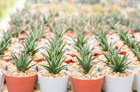 ハオルチアの増やし方 株分けや葉挿しなどの代表的な4つの方法とは Horti ホルティ By Greensnap
