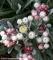Helichrysum Ruby Cluster Helichrysum Flowers Seaside Garden