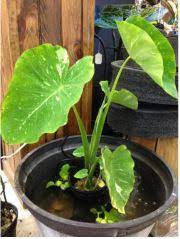 Other types of pond plants include: Taro Shallow Water Pond Plant Depth 0 6 Flowers During The Summer Months Www Themillofbelair Com Water Plants For Ponds Pond Plants Water Garden