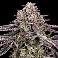 Image result for Black Cherry 1991 Monaco