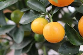 The mother orange tree is the oldest living orange tree in northern california. Orange Tree Everyphototunity