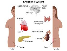 Choose from 500 different sets of flashcards about male anatomy on quizlet. Anatomy Of The Endocrine System In Children