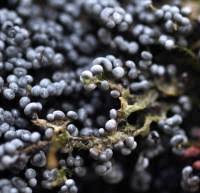 Image result for Melanospermum