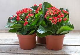 If your partner is wooed by sweetly. The 5 Best Valentine S Day Plants For Your Gardener