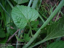 Image result for Crambe hispanica
