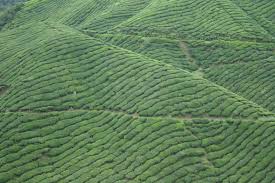 How big is the boh tea plantation in cameron highlands? A Visit To The Boh Tea Plantation In Malaysia Tea Epicure