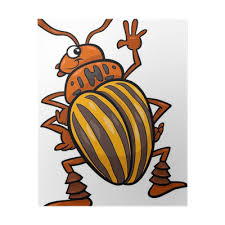 Plakát Bramborový brouk hmyz kreslené ilustrace - PIXERS.CZ