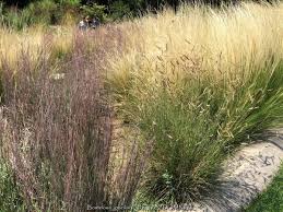 Image result for Laggera gracilis