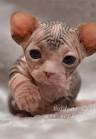 Sphynx Kittens for Sale - Felines4us