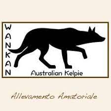 More specifiably, the best food for your unique australian kelpie will also depend on the following: Wankan Australian Kelpie Home Facebook