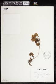 Image result for Rubus kirungensis