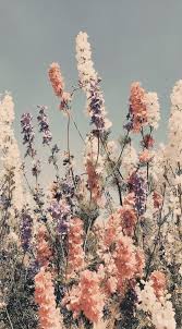 If you're in search of the best vintage flowers wallpaper, you've come to the right place. Flowerbed Edited By Me In 2020 Aesthetic Backgrounds Nature Aesthetic Flower Spring Flowers Photography Iphone Spring Wallpaper Flower Iphone Wallpaper