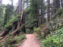 City of arcata community events. The 15 Best Things To Do In Arcata 2021 With Photos Tripadvisor