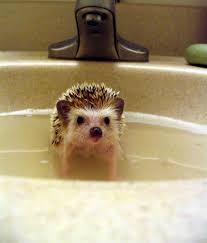 john watson in the sink cute hedgehog