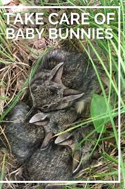 See full list on wikihow.com How To Take Care Of A Baby Rabbit Other People S Pets