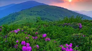 Gerbera daisy, purple flower, black background, closeup, macro, blossom, bloom, spring, flower. Green Grasses And Pink Flowers Landscape Flowers Mountains Purple Flowers Hd Wallpaper Wallpaper Flare