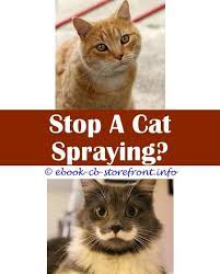 19 Fetching Stop Male Cat Spraying Inside House Cat Spray Male Cat Spraying Cat Spray Smell
