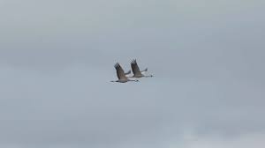 Pair Of Crane Bird Animal Flying Tight Across Sky Panning Right Stock Footage Animal Flying Bird Pair Crane Bird Animals Bird