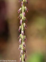 Image result for Achyranthes