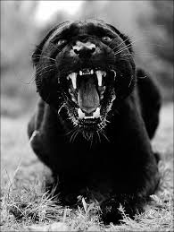 Animated is an american animated television series based on the transformers toy line.it was produced by cartoon network studios and hasbro and animated by the answer studio, mook animation, and studio 4°c (shorts). 15 Black Panther Ideen In 2021 Grosse Katzen Schwarzer Panther Katzen