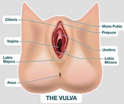 3d video anatomy tutorials on the anatomy of the female reproductive system. Female Reproductive System Parts Anatomy Function How To Relief