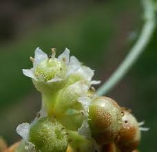 Image result for Cuscuta australis