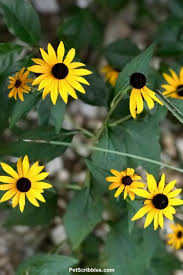Black Eyed Susans Rudbeckia Fulgida Goldsturm Black Eyed Susan Flowers Perennials Perennials