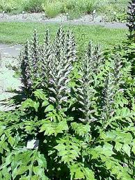 Image result for Acanthus mayaccanus