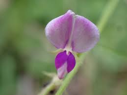 Image result for Pleurolobus salicifolius