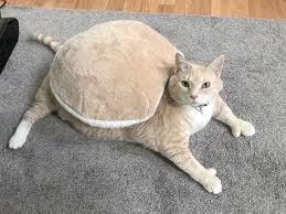 Pin On Overweight Dogs And Cats