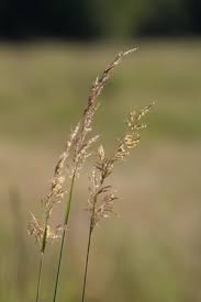 Image result for Sorghastrum