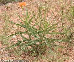 Image result for Tricliceras mossambicense