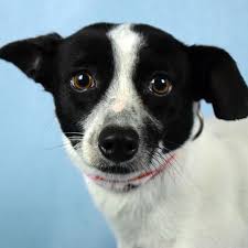 Black And White Rat Terrier Mix A Message From Amy S Happy Adopter Danay Amy Is One Of The Over 200 Pets That Came From Puerto Rico Shes A Rat Terr National Pet Day Rat Terrier Mix Terrier