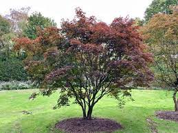 We did not find results for: Buy Acer Palmatum Emperor 1 Red Japanese Maple Mr Maple Buy Japanese Maple Trees